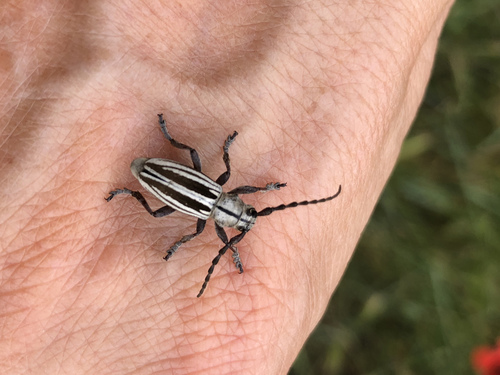 Dorcadion korbi