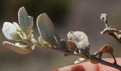 Atriplex vestita