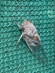 Diceroprocta digueti