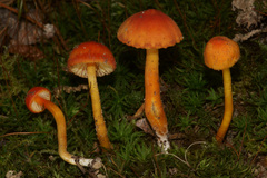 Hygrocybe mucronella