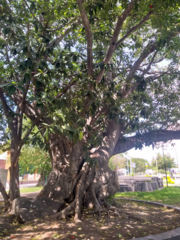 Ficus