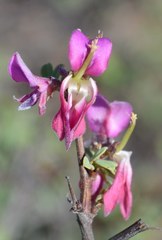 Indigofera ernstii
