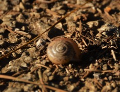 Anguispira strongylodes