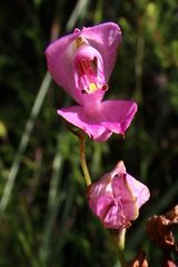 Disa venosa