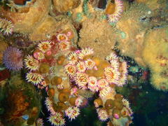 Pseudactinia flagellifera
