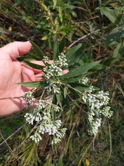 Eupatorium altissimum