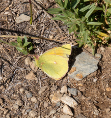 Colias meadii