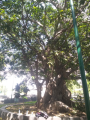 Ficus