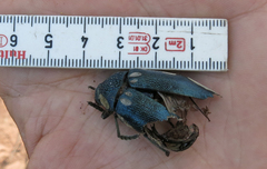 Sternocera orissa orissa
