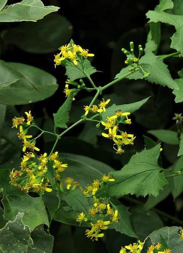 Senecio deltoideus image