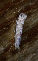 Phyllonorycter nipigon