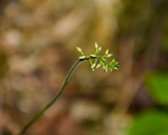 Cranichis diphylla