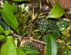 Cranichis diphylla