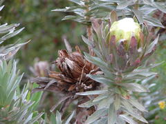 Protea coronata