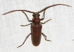 Africophanes amicus