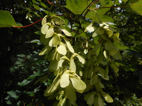 Platanalapis klevas nuotrauka