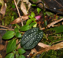 Cranichis diphylla