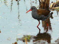 Rallus caerulescens