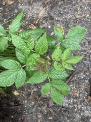 Rubus sachalinensis