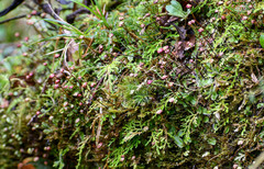 Marchantiaceae