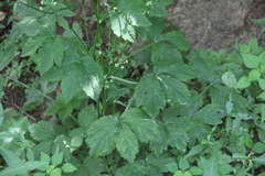 Sanicula chinensis