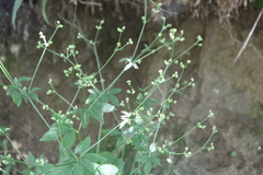 Sanicula chinensis