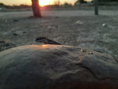 Pachydactylus vansoni