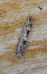 Phyllonorycter nipigon
