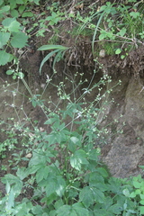 Sanicula chinensis