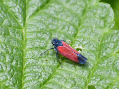 Cardioscarta flavifrons