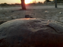 Pachydactylus vansoni