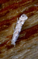 Phyllonorycter nipigon