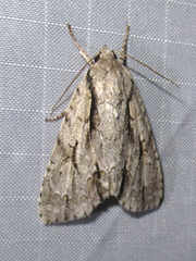 Acronicta texana