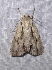 Acronicta texana