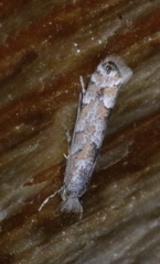 Phyllonorycter nipigon