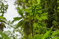Bocconia frutescens