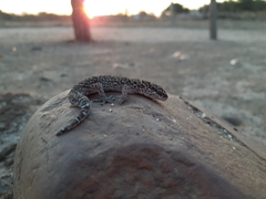 Pachydactylus vansoni