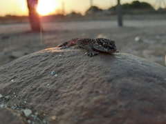 Pachydactylus vansoni