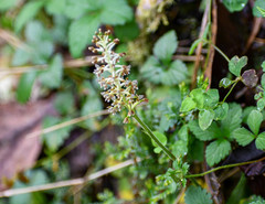 Cranichis ciliata