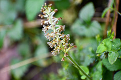 Cranichis ciliata