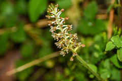 Cranichis ciliata