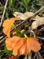 Crossandra fruticulosa