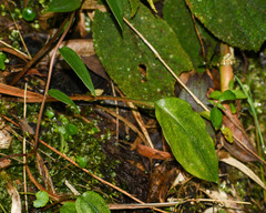 Cranichis ciliata