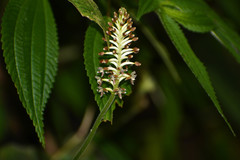 Cranichis ciliata
