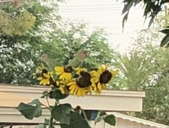 Agapornis roseicollis