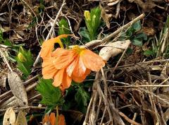 Crossandra fruticulosa