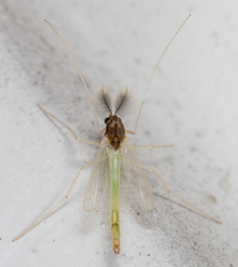 Endochironomus nigricans