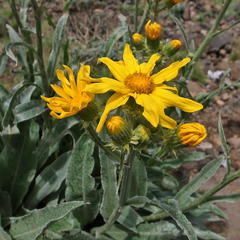 Senecio macrospermus