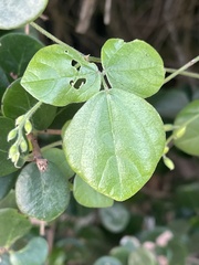 Rhynchosia caribaea image