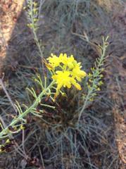 Bulbine alooides